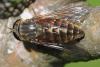 Tabanus sp.